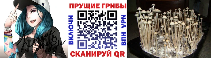 Псилоцибиновые грибы Psilocybe где купить наркоту Лихославль